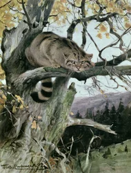 Chat sauvage dans un arbre, 1902